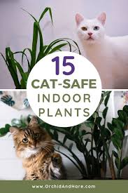 Fortunately, they're also cat safe and pet friendly. Wenn Sie Nach Einem Kuscheltier Suchen Das Sie Entspannt Versuchen Sie Mit Ihrer Katze Zu Kuscheln Cat Safe Plants Cat Friendly Plants Dog Safe Plants