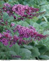Pick Plants For Fragrance Plants Lily Plants Fine Gardening