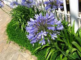 Tropicals Blue Agapanthus Agapanthus Africanus African Lily Agapanthus Care Agapanthus Plant