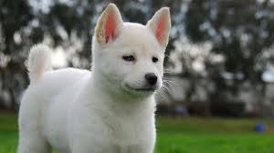 In a bowl, whisk together 1/4 cup of the vinegar, the soy sauce, canola oil, 2 tbsp of the sugar, 1 tbsp of the sriracha and 1 tsp of the sesame oil. Korean Jindo Dog Price Temperament Life Span