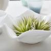 Large clam shell bowl decorated wine. 1