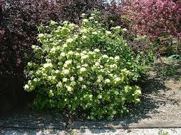 Viburnum Lantana Mohican Shade Plants Viburnum Lantana