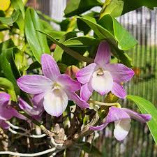 Image result for Polystachya adansoniae