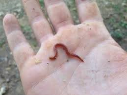 Getting Started With Worm Composting Discover The Key Principles Of Vermicomposting Worm Composting Vermicomposting Compost