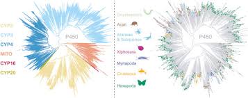 We would like to show you a description here but the site won't allow us. Diversity And Evolution Of The P450 Family In Arthropods Sciencedirect