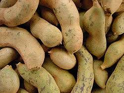 The fruits look like beans and are borne in great abundance along the new branches. Tamarind Wikipedia