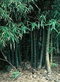 Image result for Bambusa vulgaris