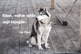 Kopeklerle Ilgili Filmler
