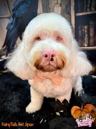 FairyTails Pet Spaw added a new photo.