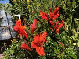 Image result for Tecomaria