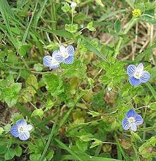 Image result for Veronica abyssinica