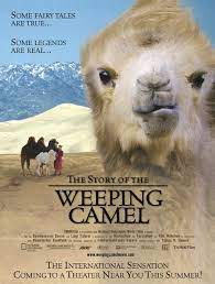 One of the camels has an excruciatingly difficult delivery but, with help from the family, out comes a rare white colt. Watch The Story Of The Weeping Camel On Netflix Today Netflixmovies Com