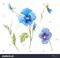 Watercolor Set Of Flowers Blue Pansies Botanical Illustration Leaves And Buds Pansies Flowers Flower Drawing Pansies