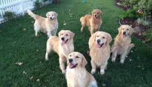 This precious golden retriever puppy will make a great protection dog and family pet! Golden Retriever Puppies Riverside Ca Petsidi