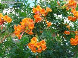 We did not find results for: Full Size Picture Of Orange Esperanza Orangebells Orange Trumpet Bush Orange Star Orange Jubilee Tecoma Backyard Plants Climing Plants Esperanza Plant