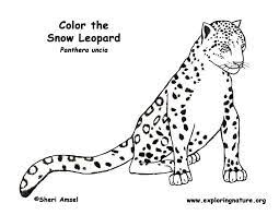 Snow leopard coloring pages are a fun way for kids of all ages to develop creativity, focus, motor skills and color recognition. Leopard Images For Kids Coloring Home