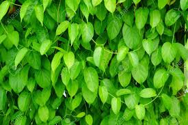 Climbing false buckwheat is a perennial plant that can have showy flowers but is fast growing and aggressive. Heart Shaped Leaves Vine Devil S Ivy Golden Pothos Stock Photo Picture And Royalty Free Image Image 62173339