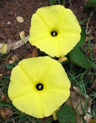 Image result for Landolphia eminiana