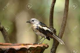 Oriental magpie robin copsychus saularis. Beautiful Juvenile Female Oriental Magpie Robin Stock Photo Picture And Royalty Free Image Image 10701221
