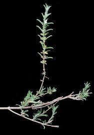 Image result for Leucas sexdentata