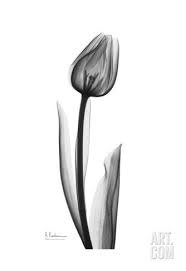Lonely Tulip In Black And White Art Print By Albert Koetsier At Art Com Tulip Tattoo Watercolor Tulips White Art