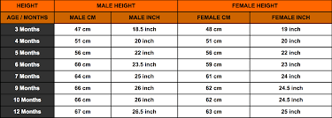 rottweiler growth chart rottweiler height chart rottweiler