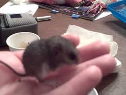 Maybe you would like to learn more about one of these? Baby Field Mouse Youtube