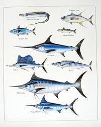 Swordfish can swim at a speed of about 97kmph, while a marlin fish can swim one and half times speedier than a swordfish. 29 Swordfishes Ideas Swordfish Fish Art Fish Drawings