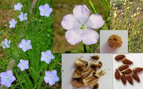 Image result for Linum usitatissimum
