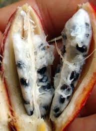 Image result for Aframomum alboviolaceum