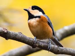 نتیجه جستجوی لغت [varied] در گوگل
