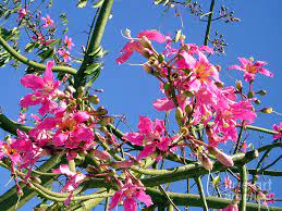 Maybe you would like to learn more about one of these? Bright Pink Flowers On Thorny Tree Photograph By Sofia Metal Queen