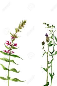 Aquarell Wilde Blumen Und Getreide Krauter Gemalt Wilde Pflanzen Botanische Illustration Im Vintage Stil Farbe Floral Hintergrund Zeichnen Hand Naturliche Vorlage Gezeichnet Lizenzfreie Fotos Bilder Und Stock Fotografie Image 63142144