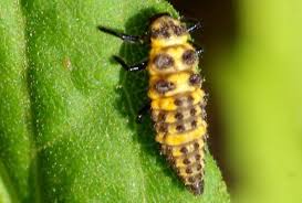 Check spelling or type a new query. Which Predominantly Yellow Ladybug Nymph Bugguide Net