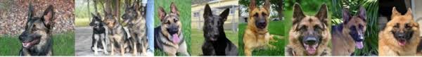 Maybe you would like to learn more about one of these? Southwest Florida German Shepherd Rescue Inc A 501c3 Division Of The Hoffer Family Foundation