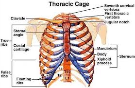 Rib Cage Thoracic Cage Thoracic Vertebrae Axial Skeleton