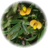 Image result for Zornia