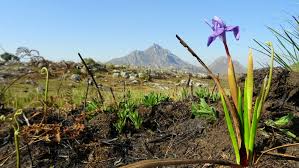 Image result for Moraea schimperi