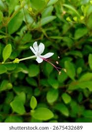 Image result for Volkameria