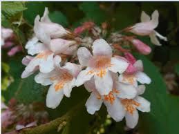 Image result for Kolkwitzia amabilis