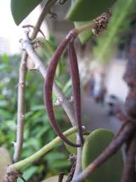 Fertilize the soil the hoya bella grows in. Hoya Fruiting Dream N Grow It