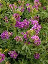 Image result for Medicago sativa