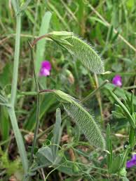 Image result for Lathyrus hirsutus