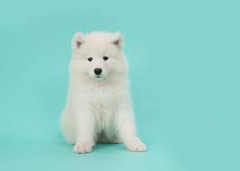 15 Small White Dog Breeds Little White Dog Breeds