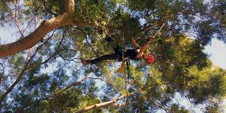 When people think of tree pruning and shrub pruning services, they usually think of them as only having aesthetic value. Mitigation Services Atp Asia Tree Preservation Ltd Arborist Tree Management Services