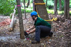 Professional Tree Removal Services | Charlotte, NC