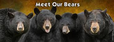 To support, hold… see definitions of bear. Home North American Bear Centernorth American Bear Center