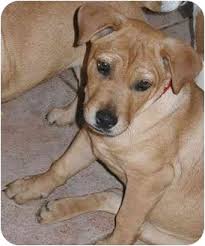 Maybe you would like to learn more about one of these? Cocoa Fl Shar Pei Meet Sharpei Lab Litter A Pet For Adoption