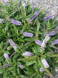 Check spelling or type a new query. Oderings Garden Centres Shrub Hebe Wiri Image