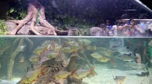 Available in many file formats including max. Foto Kenalkan Aneka Biota Laut Jakarta Aquarium Resmi Di Buka Merdeka Com